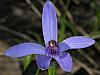 Pheladenia deformis - Bluebeard Caladenia (Blue Fairies).jpg